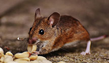 snake-removal Experts in Mellon Valley